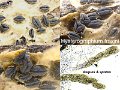 Hysterographium fraxini-amf2034-1